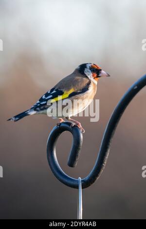 Ein Goldfink (Carduelis Carduelis) Stehen auf dem Hakenende eines Garten Vogel Fütterung Station Stockfoto