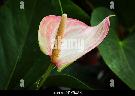 Ein rosa und weißes Anthurium vor dunkelgrünem Hintergrund. Stockfoto