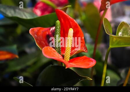 Makro von winzigen Anthurium-Blüten auf einem Spadix. Stockfoto