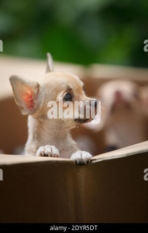 Ein kleiner weißer und beiger Welpe der Chihuahua Rasse sitzt in einer Pappschachtel und schaut heraus. Stockfoto