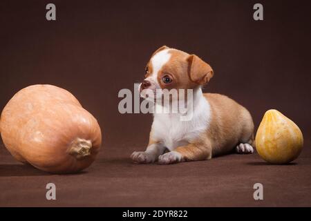 Glatter Welpe der Chihuahua Rasse, weiß-rot liegt auf braunem Hintergrund neben zwei Kürbissen Stockfoto