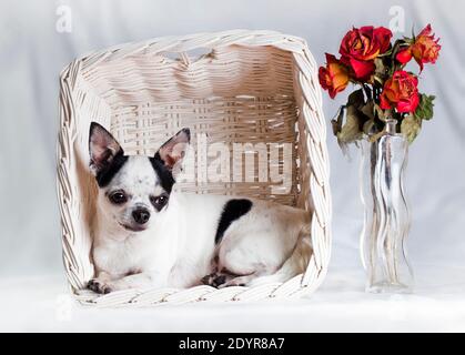 Kleine weiße Größe Erwachsene schwarz männlichen Chihuahua Rasse liegt in einem Korbkorb neben einem Bouquet von getrockneten Rosen Blumen in einer transparenten Glasvase Stockfoto