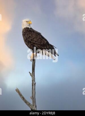 Ein amerikanischer Weißkopfseeadler, der in einem Baum in Kanada thront Stockfoto