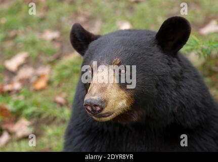 Black Bear Portrait auf der Wiese im Herbst in Kanada Stockfoto