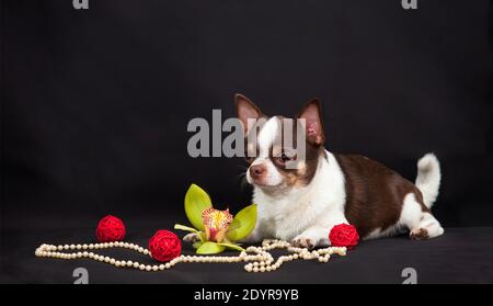 Ein schokoladenweißer Hund der Chihuahua Rasse liegt neben drei roten Weidenkugeln, einer Orchideenblume und weißen Perlen auf schwarzem Hintergrund drinnen in Th Stockfoto