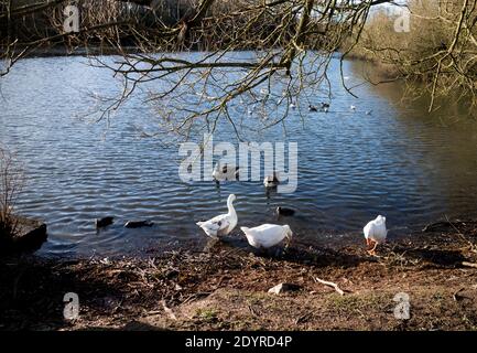 Der See am Hillfield Park im Winter, Monkspath, Solihull, West Midlands, Großbritannien Stockfoto