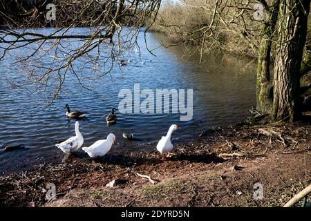 Der See am Hillfield Park im Winter, Monkspath, Solihull, West Midlands, Großbritannien Stockfoto