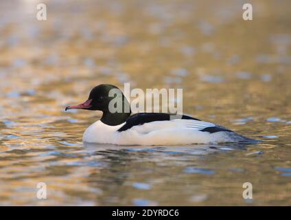 Männlicher Gänsehaut, Mergus merganser, Brent Reservoir, London, Vereinigtes Königreich, Britische Inseln Stockfoto