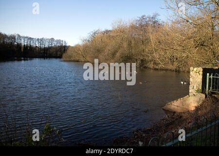 Der See am Hillfield Park im Winter, Monkspath, Solihull, West Midlands, Großbritannien Stockfoto