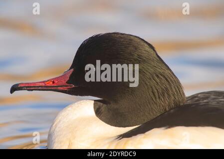 Männlicher Gänsehaut, Mergus merganser, Brent Reservoir, London, Vereinigtes Königreich, Britische Inseln Stockfoto