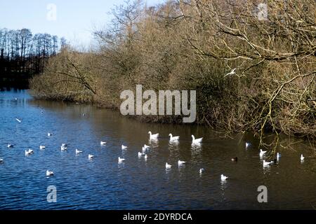 Der See am Hillfield Park im Winter, Monkspath, Solihull, West Midlands, Großbritannien Stockfoto