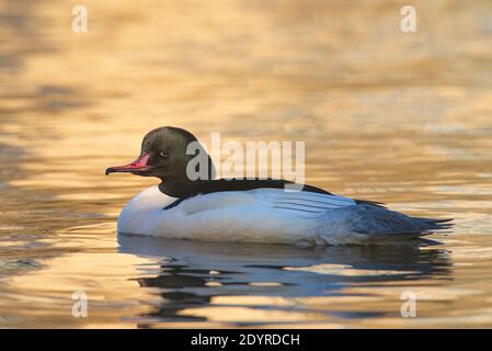 Männlicher Gänsehaut, Mergus merganser, Brent Reservoir, London, Vereinigtes Königreich, Britische Inseln Stockfoto