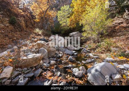 Herbstfarben am Fish Canyon Creek im Angeles National Forest in der Nähe von Castaic Lake, Kalifornien. Stockfoto