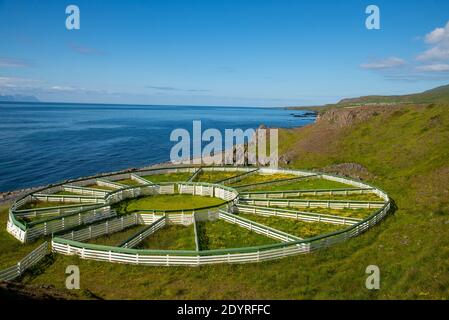 Altmodische Zäune, um Rinder in Vatnsnes auf Island zu sortieren Stockfoto