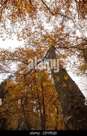 Niedrige Ansicht der Baumstämme im Herbst Stockfoto
