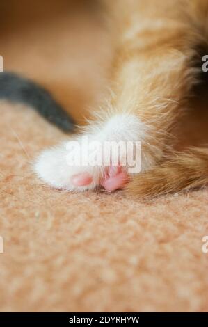 Eine Pfote mit niedlichen Zehenbohnen und zwei Schwänzen Junge Kätzchen in Ingwer und Grau auf einer weichen Decke Stockfoto