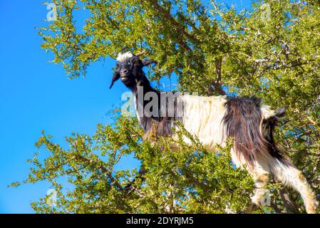 Ziegen in Arganbaum zum Essen Nüsse für berühmte Argane Öl in Marokko Stockfoto