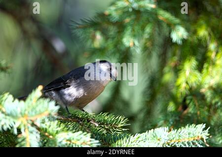 Canada Jay (Perisoreus canadensis) auf einem Baum Zweig mit Blick auf die Kamera. Stockfoto