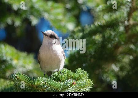 Kanadahäher (Perisoreus canadensis) auf einem Ast. Stockfoto