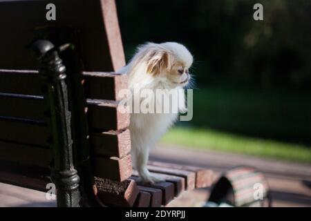 Romantisches Weiß mit roten Flecken, flauschige langhaarige Hund der Rasse japanischen Kinn, sitzt auf einer hölzernen braunen Bank in einem Sommerpark im Freien Stockfoto