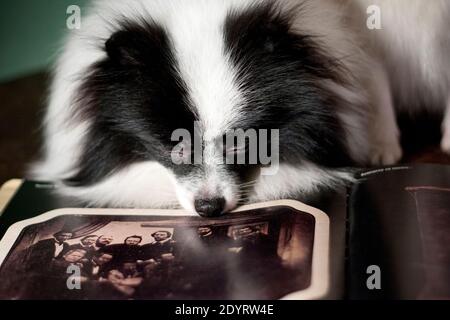 Schwarz-weiß Hunderasse Spitz, flauschig, schlafen begraben in einem Buch mit einem Foto, drinnen auf einem Tisch, auf einem Hintergrund von grünen Tapeten Stockfoto