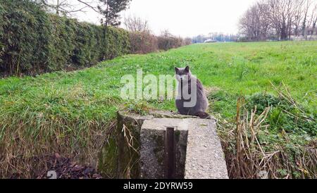 Entzückende blaue Katze sitzt in entspannen auf einem Feld Stockfoto