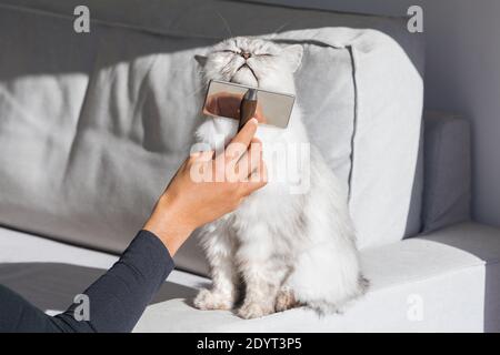 Schöne langhaarige Katze genießen, während gebürstet und combed.Comb Pinsel Für Haustiere Stockfoto