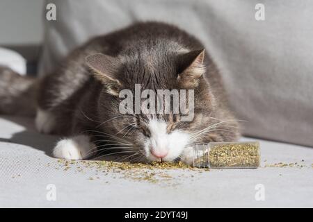 Lustige Hauskatze essen und genießen getrocknete Katzenminze oder Katzenminze. Kräuter für Katzen Stockfoto