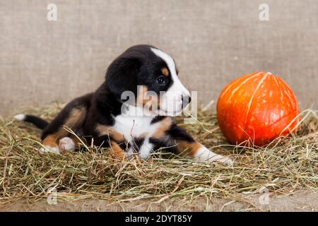 Ein schwarz-rot gebräunter und weißreihiger Welpe der Schweizer Breed Entlebuher Sennenhund liegt drinnen auf einem Sackleinen Das Studio auf getrocknetem Heu neben einem o Stockfoto