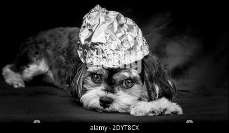 Angst Welpen mit Kinfoil Hut auf dem Kopf, um seine Gedanken vor UFOs, schwarzen Hintergrund, Verschwörungstheorie Konzept zu schützen. Stockfoto