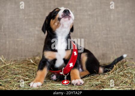 Ein schwarz-rot-brauner und weißreihiger Welpe der Schweizer Entlebucher Sennenhund sitzt in einem roten Halsband eines Rettungshundes, der für ihn groß ist, auf einem Stockfoto