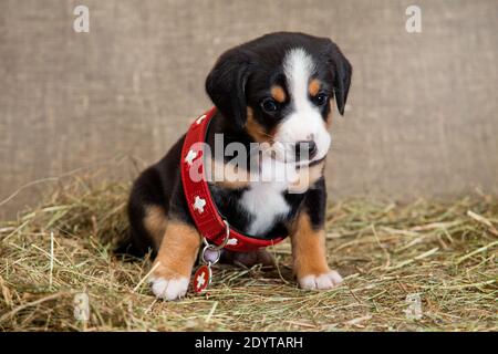 Ein schwarz-rot-brauner und weißreihiger Welpe der Schweizer Entlebucher Sennenhund sitzt in einem roten Halsband eines Rettungshundes, der für ihn groß ist, auf einem Stockfoto