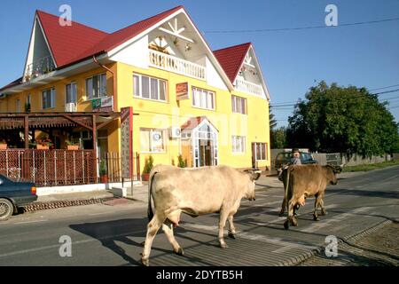 Bacau County, Rumänien. Neues Motel und Restaurant. Kühe auf der Dorfstraße, von der Weide zurückkehrend, auf dem Weg zu ihren Häusern. Stockfoto