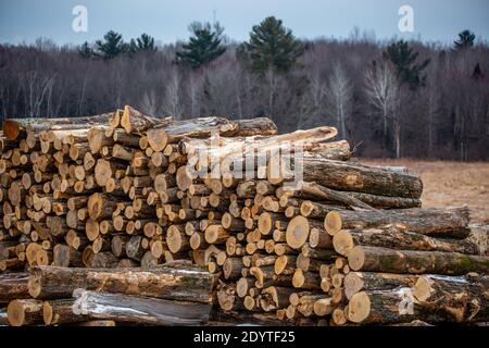 Stapel von Baumstämmen neben einem Wisconsin Wald im Dezember, horizontal Stockfoto