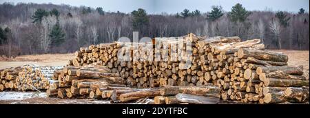 Gestapelte Baumstämme neben einem Wisconsin Wald im Dezember, Panorama Stockfoto