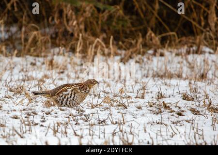 Wisconsin Ruffhuhn (bonasa umbellus) in einem schneebedeckten Farmfeld im Dezember, horizontal Stockfoto