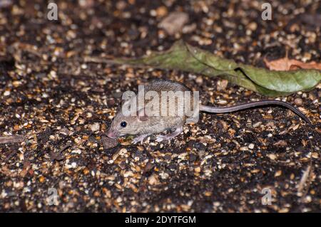 St. Paul, Minnesota. Hausmaus; Mus musculus auf der Suche nach Nahrung, während sie frei auf dem Gelände laufen. Stockfoto