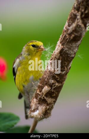 Vadnais Heights, Minnesota. Männlicher amerikanischer Goldfink, Carduelis tristis, sammelt Nistmaterial von einem Katzenschwanz. Stockfoto