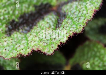 Nahaufnahme der roten behaarten Ränder auf einer bemalten Blattbegonie. Stockfoto