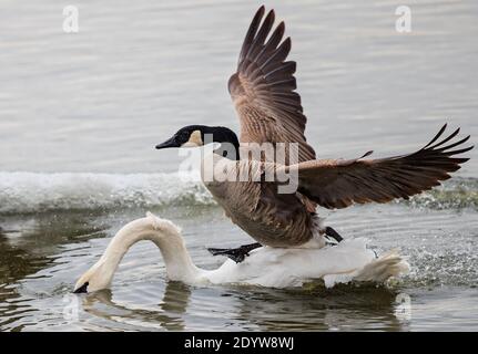 Kanadagans (Branta canadensis) attackiert und überläuft schwimmenden Schwan (Cygnus olor) im See, Baden-Württemberg, Deutschland Stockfoto