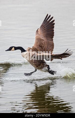 Kanadagans (Branta canadensis) über Wasseroberfläche, Baden-Württemberg, Deutschland Stockfoto