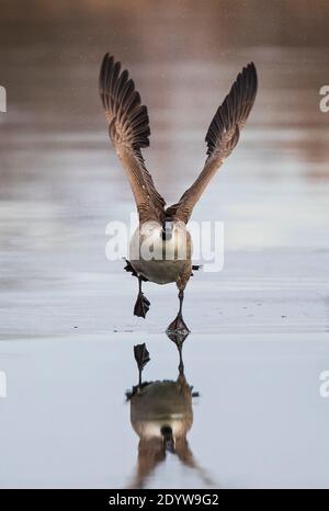 Kanadagans (Branta canadensis) beim Start über Eis auf gefrorenem See, Baden-Württemberg, Deutschland Stockfoto