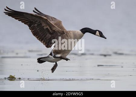 Kanadagans (Branta canadensis) beim Start über Eis auf gefrorenem See, Baden-Württemberg, Deutschland Stockfoto