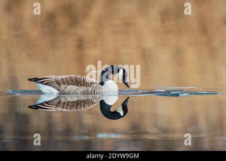 Kanadagans (Branta canadensis) schwimmend im Eisloch auf gefrorenem See mit Wasserspiegelung, Baden-Württemberg, Deutschland Stockfoto