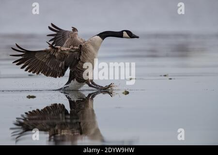 Canada Goose (Branta canadensis) Erwachsene landen und gleiten über die Eisoberfläche auf gefrorenem See, Baden-Württemberg, Deutschland Stockfoto