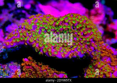 Ultra Macro Polypen auf Regenbogen Montipora Koralle aufgenommen Stockfoto