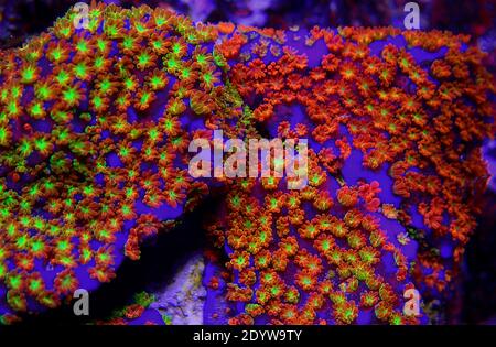 Ultra Macro Polypen auf Regenbogen Montipora Koralle aufgenommen Stockfoto