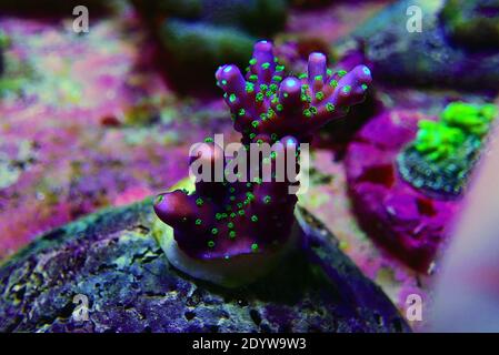 Garf Bonsai Acropora - Lila Körper mit grünen Polypen Acropora SPS Koralle Stockfoto