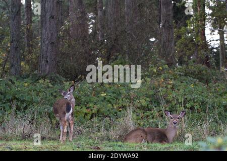 Zwei Hirsche am Waldrand in Eugene, Oregon, USA. Stockfoto