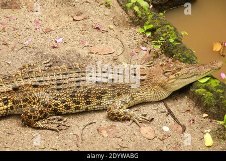 Salzwasserkrokodil wartet auf Beute am Fluss im tropischen Dschungel. Crocodylus porosus sonnt sich am Flussufer. Ein Salzwasser-Indopazif Stockfoto